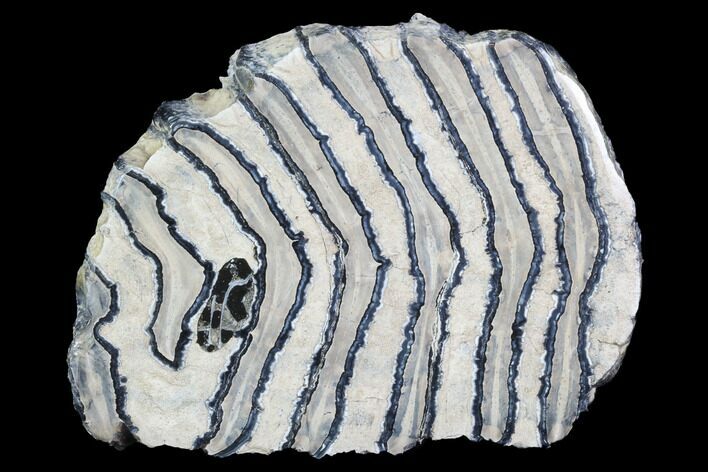 Polished Mammoth Molar Slice - South Carolina #93251